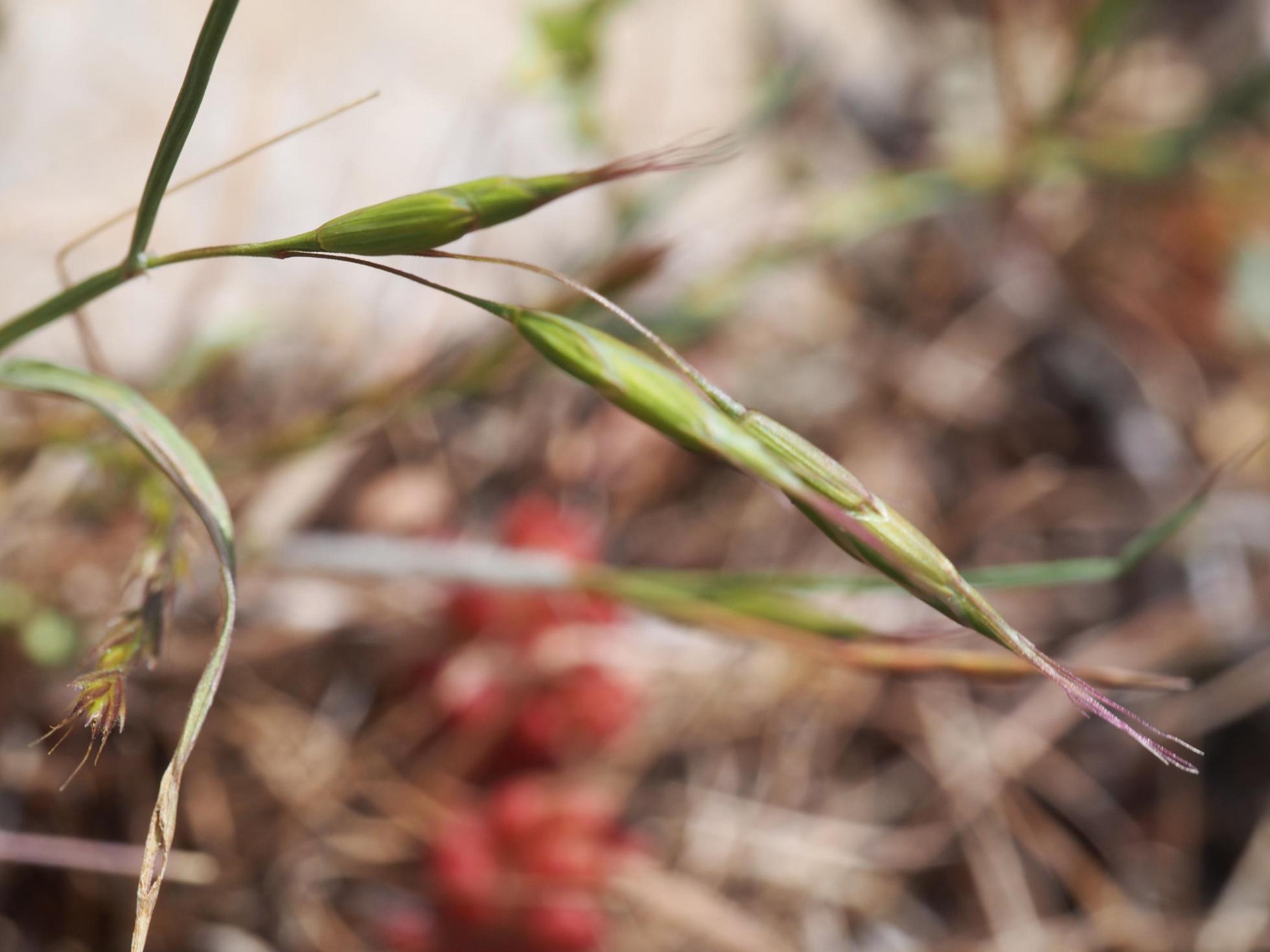 Brome, Field